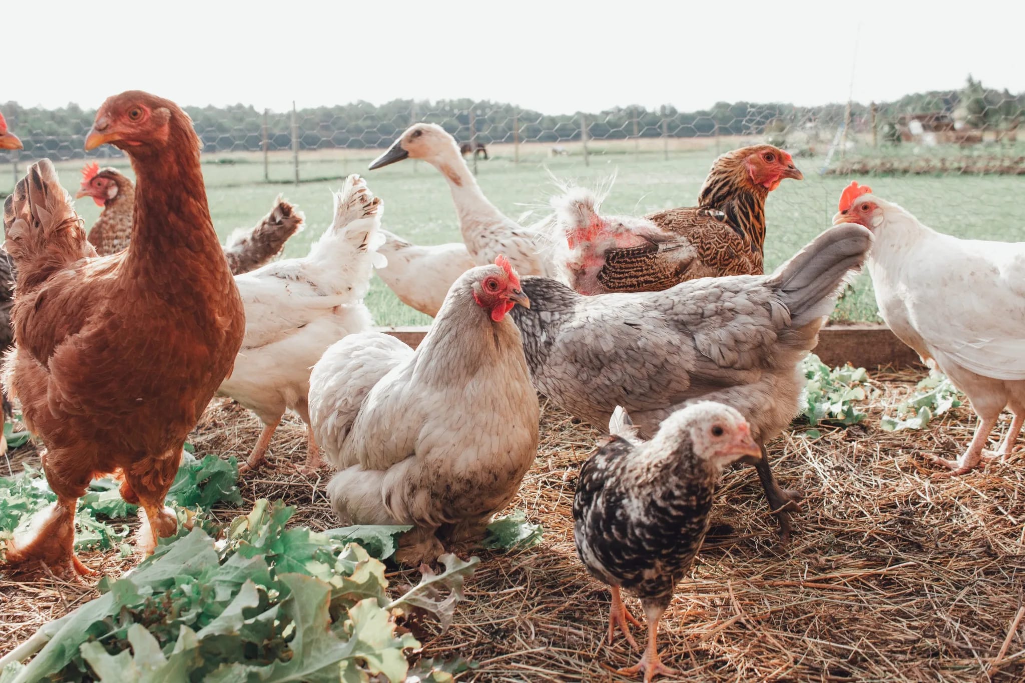 Guided Farm Tours